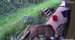 Brown Bears Mish and Lucy, both aged five, somehow escaped their enclosure inside Wildwood Devon, in Devon, and beelined for the park's food stores.