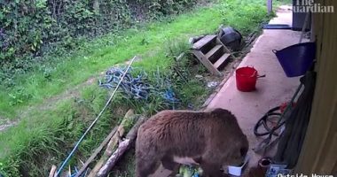 Brown Bears Mish and Lucy, both aged five, somehow escaped their enclosure inside Wildwood Devon, in Devon, and beelined for the park's food stores.