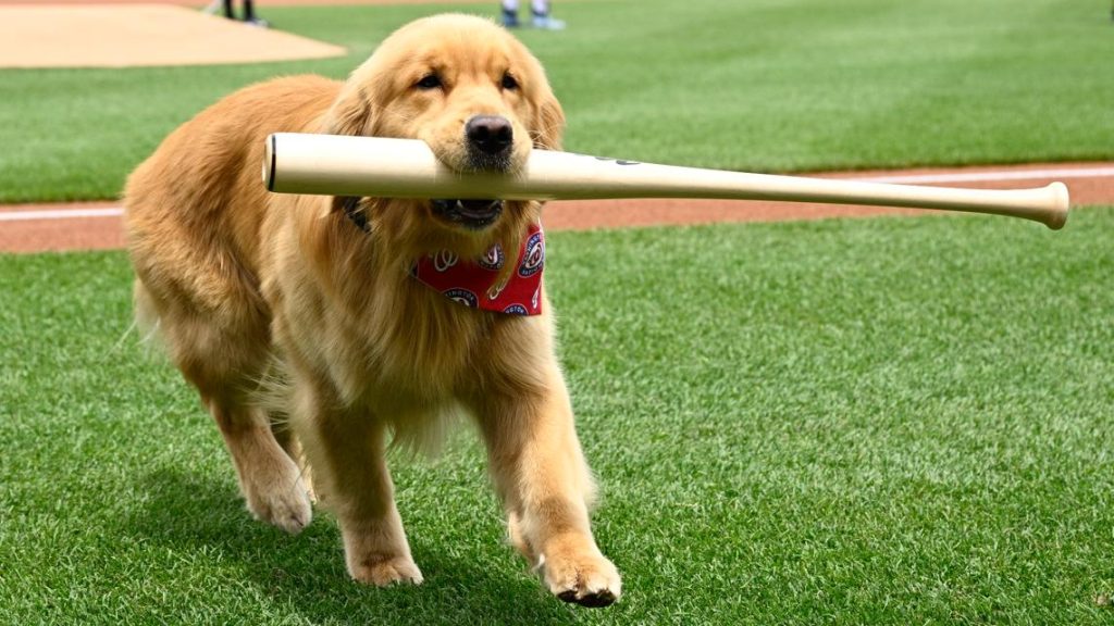 Bruce the bat dog delights at Nationals Park in MLB debut