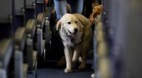 CBP Dog 'Freddy' Who Was Assaulted by Foreign National Holding Illegal Contraband Gets Justice