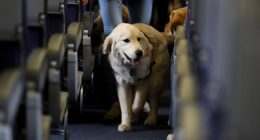 CBP Dog 'Freddy' Who Was Assaulted by Foreign National Holding Illegal Contraband Gets Justice