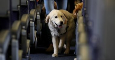 CBP Dog 'Freddy' Who Was Assaulted by Foreign National Holding Illegal Contraband Gets Justice