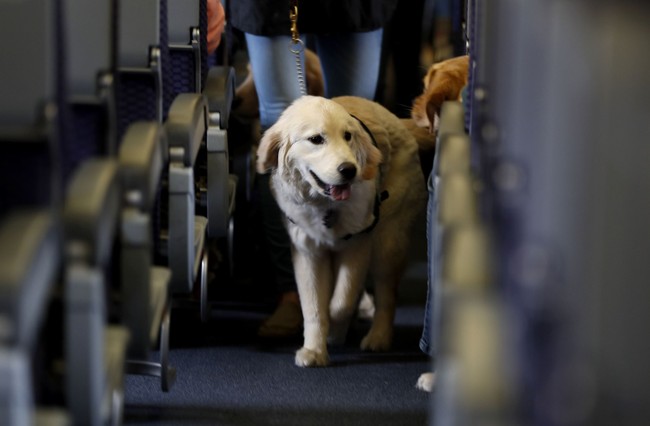 CBP Dog 'Freddy' Who Was Assaulted by Foreign National Holding Illegal Contraband Gets Justice