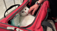 Cat back home in Central Illinois after three years, thousand-mile travel