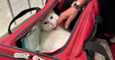 Cat back home in Illinois after three years, thousand-mile journey