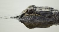 Child hurt by alligator while playing in North Carolina lake, police say