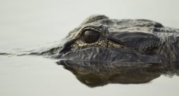 Child hurt by alligator while playing in North Carolina lake, police say