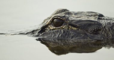 Child hurt by alligator while playing in North Carolina lake, police say
