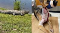 Dog survives alligator attack in Pasco County