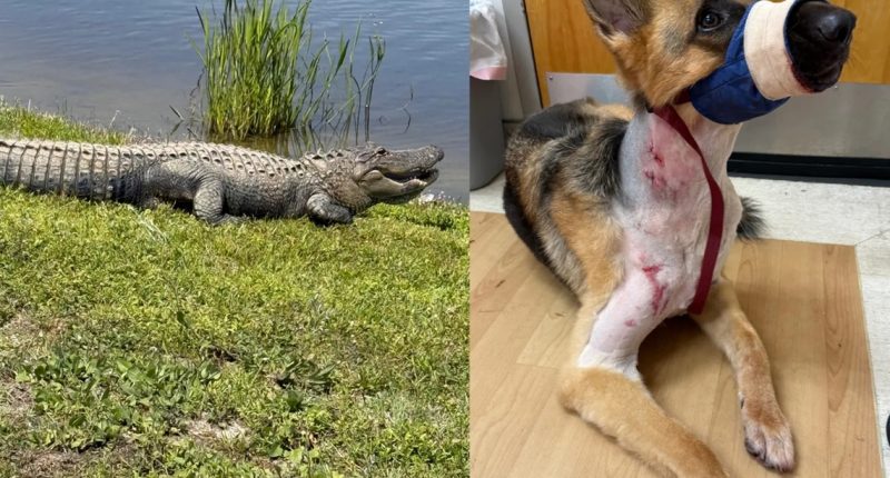 Dog survives alligator attack in Pasco County