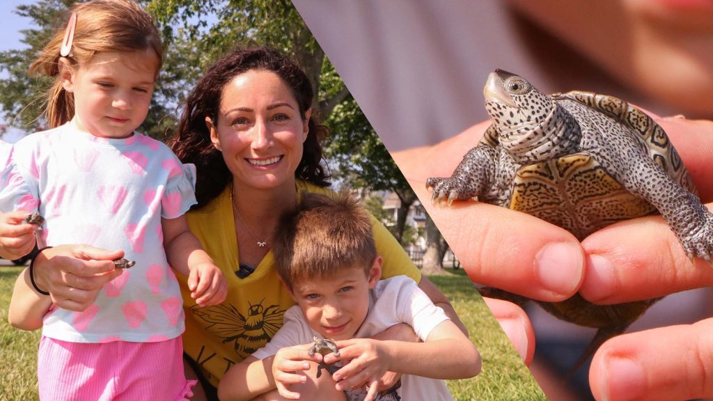 Family rescues diamondback terrapins from storm drains