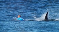 In this screen grab from footage by the World Surf League, Mick Fanning of Australia  is attacked by a Shark at the Jbay Open on July 19, 2015 in Jeffreys Bay, South Africa. (Photo by WSL/World Surf League via Getty Images)