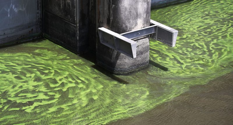 Harmful algae blooms are popping up: What to know