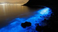 Have you seen Florida’s water glowing? Here’s why it could be happening
