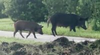 Hog herds spark hefty headaches for Lake Nona homeowners