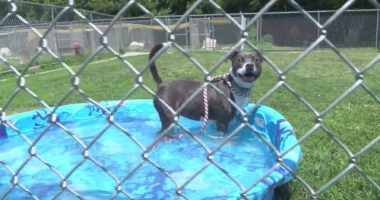 How to keep yourself -- and your furry friends -- safe amid Central Illinois' heatwave