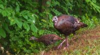 How to participate in Georgia's 2025 Turkey Poult Survey, why it matters