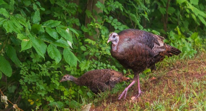 How to participate in Georgia's 2025 Turkey Poult Survey, why it matters