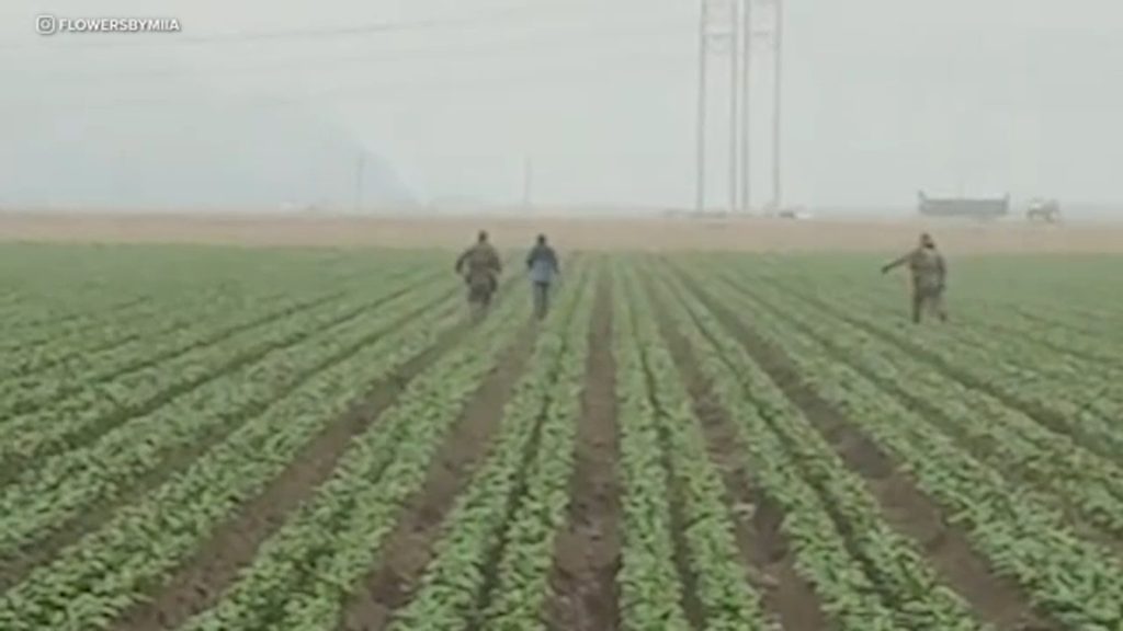 ICE agents chase after farmworkers as they flee fields during latest raid in Ventura County, California