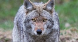 IDNR hosting Coyote Track workshop in Danville
