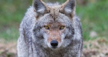 IDNR hosting Coyote Track workshop in Danville