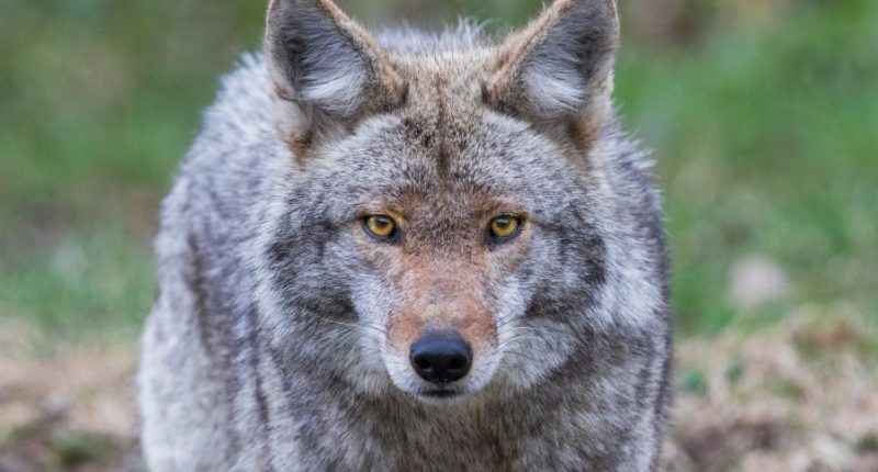IDNR hosting Coyote Track workshop in Danville