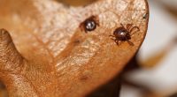 photo of the tick