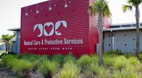 Jacksonville animal shelter sees surge in cat and dog adoptions