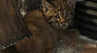 Kansas City resident finds bobcat kitten sheltering inside home during storm