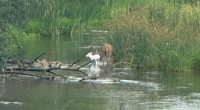 Kansas game wardens share photo of very rare albino fawn