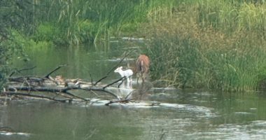 Kansas game wardens share photo of very rare albino fawn