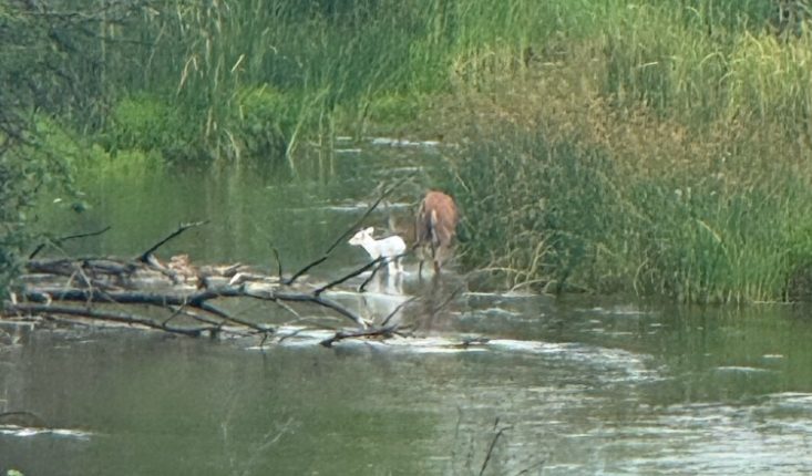 Kansas game wardens share photo of very rare albino fawn