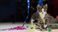 Kitten season 2025: Rescues and fostering explained