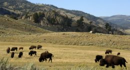 Man gored by bison at Yellowstone National Park