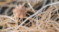 Moon farming may be possible thanks to Texas scientist