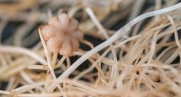 Moon farming may be possible thanks to Texas scientist