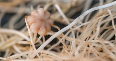 Moon farming may be possible thanks to Texas scientist