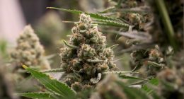 New guidance on hemp issued as TABC set to regulate industry