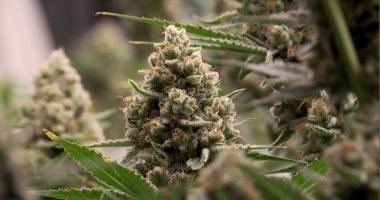 New guidance on hemp issued as TABC set to regulate industry