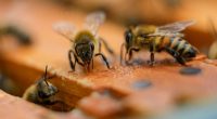 Savannah becomes an official Bee City USA