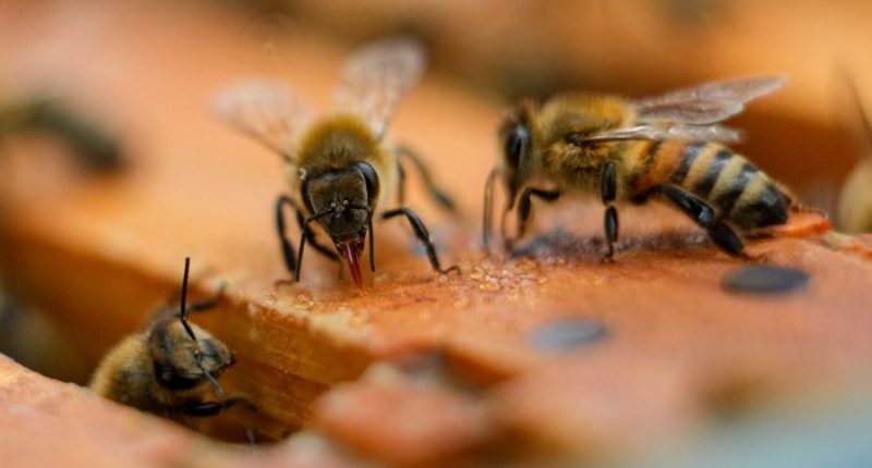 Savannah becomes an official Bee City USA