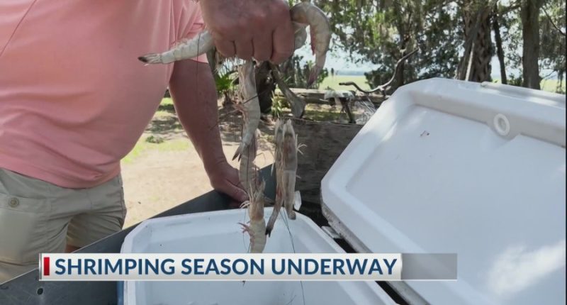 Shrimping season begins in Georgia, challenges continue