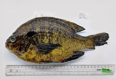 Southern California freshwater fish exposed to invasive parasites, new study finds