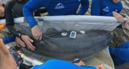 Stranded dolphin rescued from shallow water on NSW coast