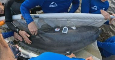 Stranded dolphin rescued from shallow water on NSW coast