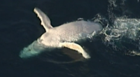 Australia's most famous cetacean, Migaloo the white whale, was last spotted five years ago, but a fresh sighting off﻿ Queensland has fans hopeful there's a new white wonder residing in east coast waters.