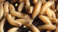 Texas to create response team to combat New World screwworms