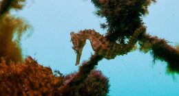 A White's Seahorse floats in the current, its tail wrapped around a net.