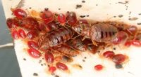 This Florida city has the worst bedbug infestations in the state, study says