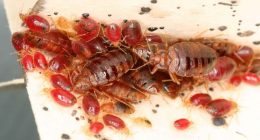This Florida city has the worst bedbug infestations in the state, study says